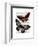 Butterflies 2-Fab Funky-Framed Art Print