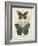 Butterflies and Ferns III-Vision Studio-Framed Art Print