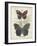 Butterflies and Ferns III-Vision Studio-Framed Art Print