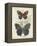 Butterflies and Ferns III-Vision Studio-Framed Stretched Canvas