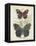 Butterflies and Ferns III-Vision Studio-Framed Stretched Canvas