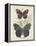 Butterflies and Ferns III-Vision Studio-Framed Stretched Canvas