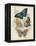 Butterflies and Ferns V-Vision Studio-Framed Stretched Canvas