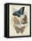 Butterflies and Ferns V-Vision Studio-Framed Stretched Canvas