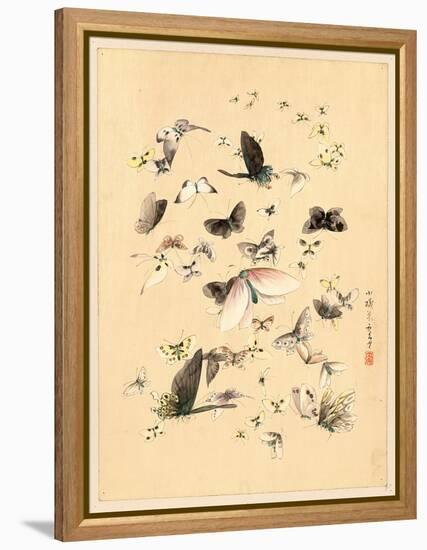 Butterflies and Moths, Between 1800 and 1850-null-Framed Premier Image Canvas