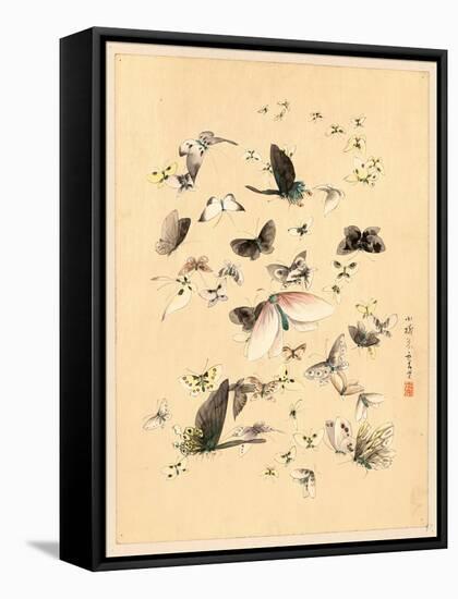 Butterflies and Moths, Between 1800 and 1850-null-Framed Premier Image Canvas