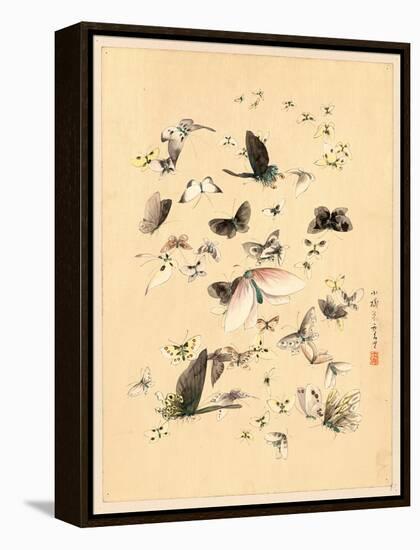 Butterflies and Moths, Between 1800 and 1850-null-Framed Premier Image Canvas