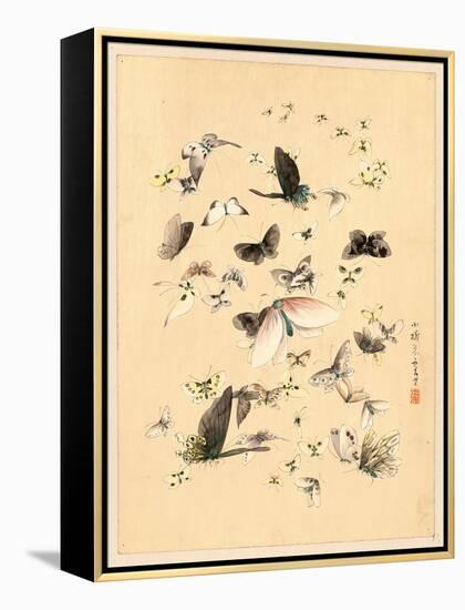 Butterflies and Moths, Between 1800 and 1850-null-Framed Premier Image Canvas