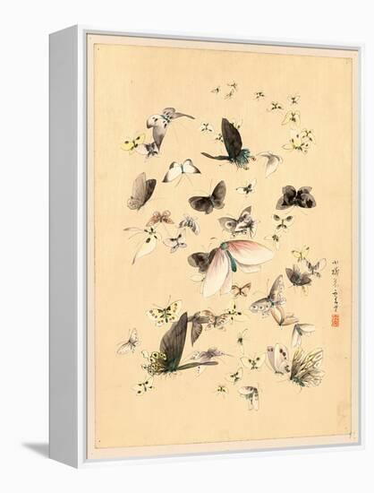 Butterflies and Moths, Between 1800 and 1850-null-Framed Premier Image Canvas