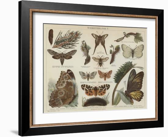 Butterflies and Moths (Colour Litho)-German School-Framed Giclee Print