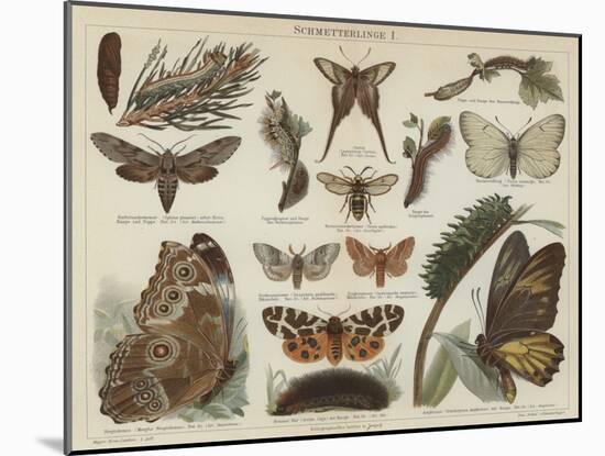 Butterflies and Moths (Colour Litho)-German School-Mounted Giclee Print