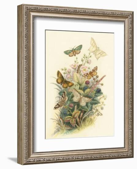 Butterflies and Moths, no. 6-null-Framed Art Print