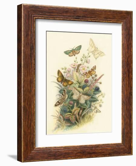 Butterflies and Moths, no. 6-null-Framed Art Print