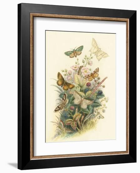 Butterflies and Moths, no. 6-null-Framed Art Print