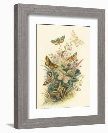 Butterflies and Moths, no. 6-null-Framed Art Print