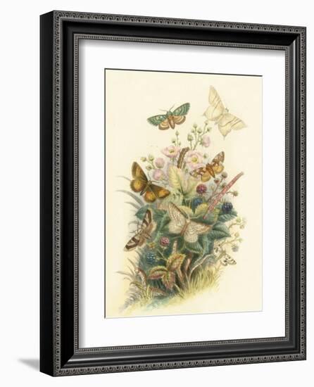 Butterflies and Moths, no. 6-null-Framed Art Print