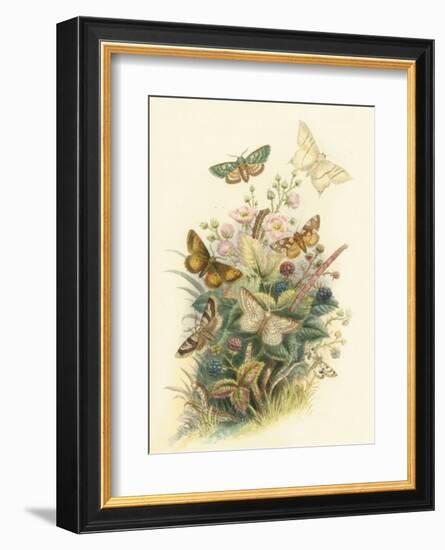 Butterflies and Moths, no. 6-null-Framed Art Print