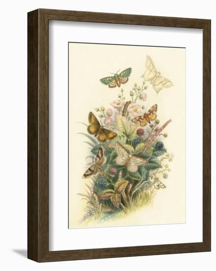 Butterflies and Moths, no. 6-null-Framed Art Print