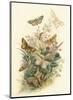 Butterflies and Moths, no. 6-null-Mounted Art Print