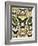 Butterflies and Moths not native to Europe-null-Framed Giclee Print