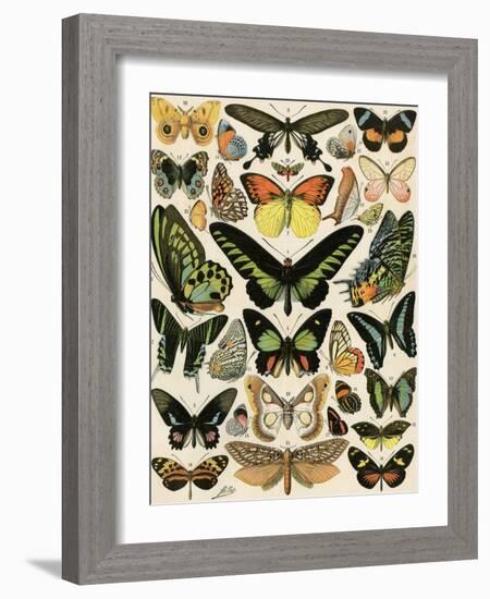 Butterflies and Moths not native to Europe-null-Framed Giclee Print