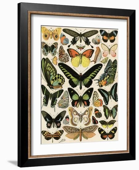 Butterflies and Moths not native to Europe-null-Framed Giclee Print