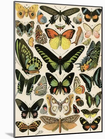 Butterflies and Moths not native to Europe-null-Mounted Giclee Print