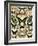 Butterflies and Moths not native to Europe-null-Framed Giclee Print