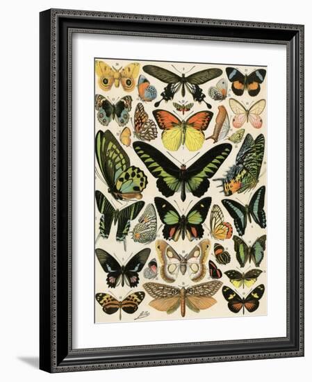 Butterflies and Moths not native to Europe-null-Framed Giclee Print