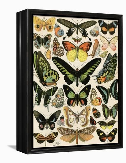 Butterflies and Moths not native to Europe-null-Framed Premier Image Canvas