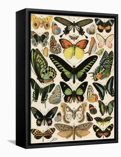 Butterflies and Moths not native to Europe-null-Framed Premier Image Canvas