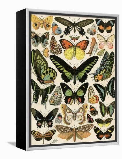 Butterflies and Moths not native to Europe-null-Framed Premier Image Canvas