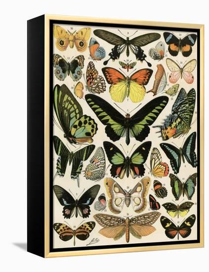 Butterflies and Moths not native to Europe-null-Framed Premier Image Canvas