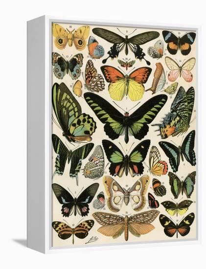 Butterflies and Moths not native to Europe-null-Framed Premier Image Canvas