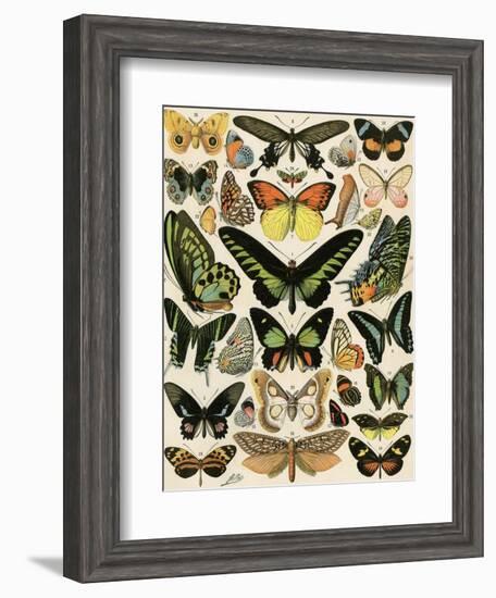 Butterflies and Moths not native to Europe-null-Framed Giclee Print