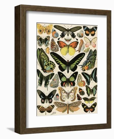 Butterflies and Moths not native to Europe-null-Framed Giclee Print