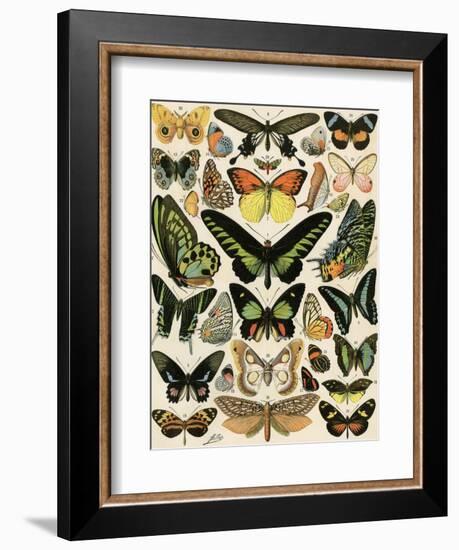 Butterflies and Moths not native to Europe-null-Framed Giclee Print