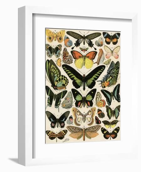 Butterflies and Moths not native to Europe-null-Framed Giclee Print