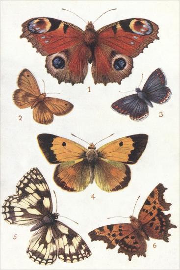 Art Print, , large