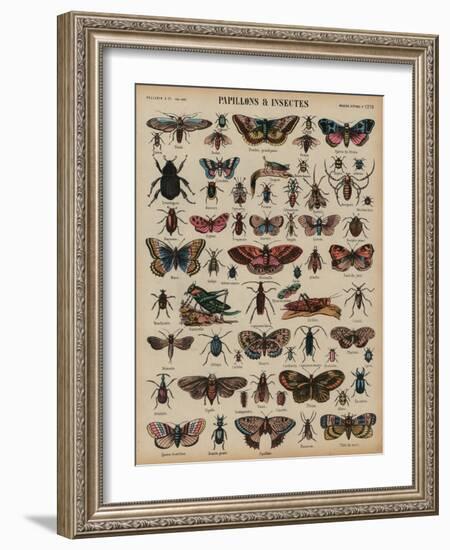 Butterflies and Other Insects (Coloured Engraving)-French School-Framed Giclee Print