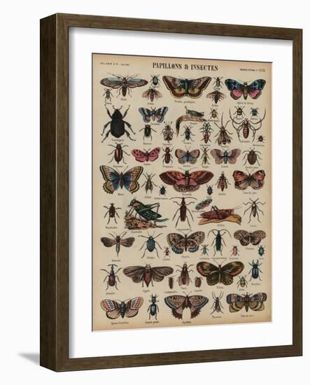 Butterflies and Other Insects (Coloured Engraving)-French School-Framed Giclee Print