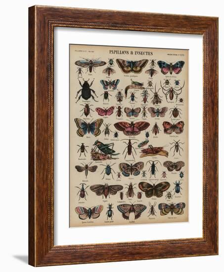 Butterflies and Other Insects (Coloured Engraving)-French School-Framed Giclee Print