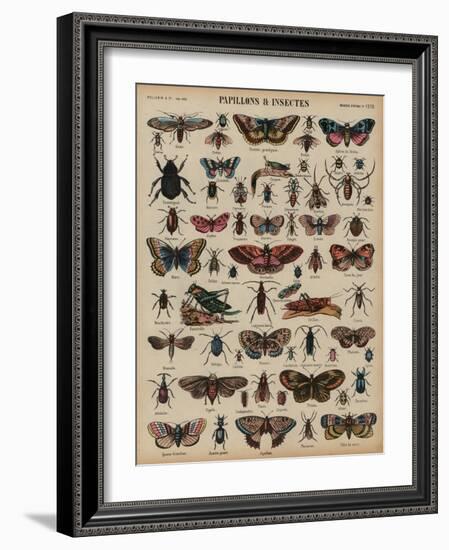 Butterflies and Other Insects (Coloured Engraving)-French School-Framed Giclee Print