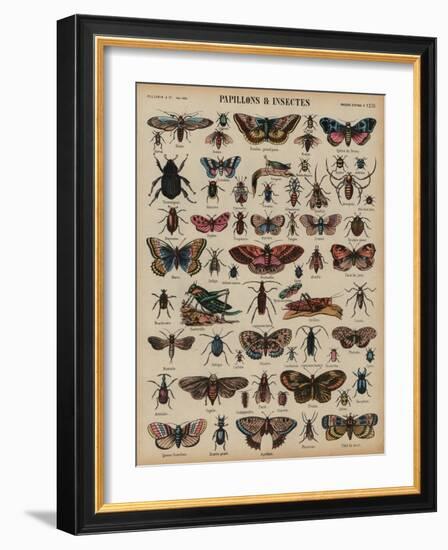 Butterflies and Other Insects (Coloured Engraving)-French School-Framed Giclee Print