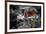 Butterflies at the Bronx Zoo NYC Poster-null-Framed Photo