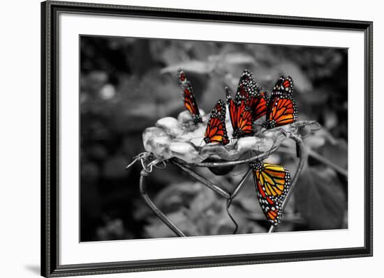 Butterflies at the Bronx Zoo NYC Poster-null-Framed Photo