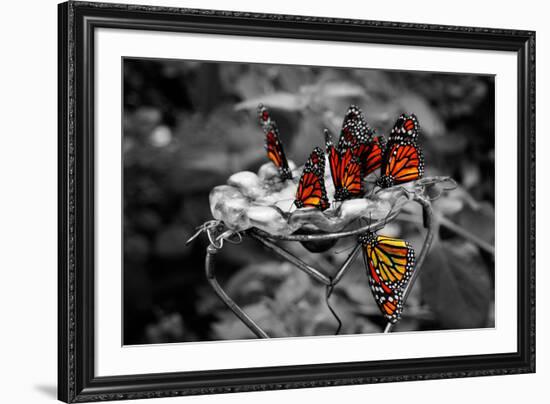 Butterflies at the Bronx Zoo NYC Poster-null-Framed Photo