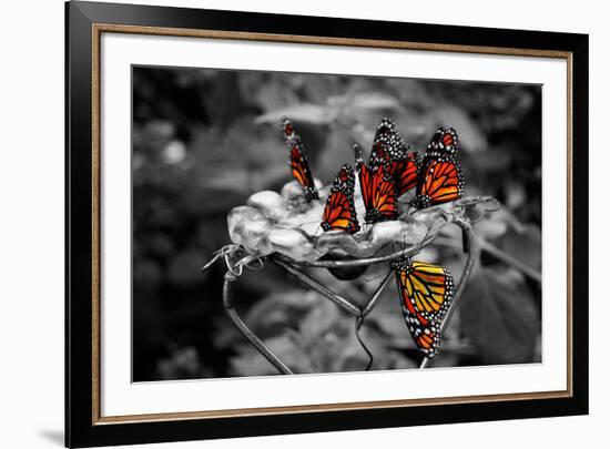 Butterflies at the Bronx Zoo NYC Poster-null-Framed Photo