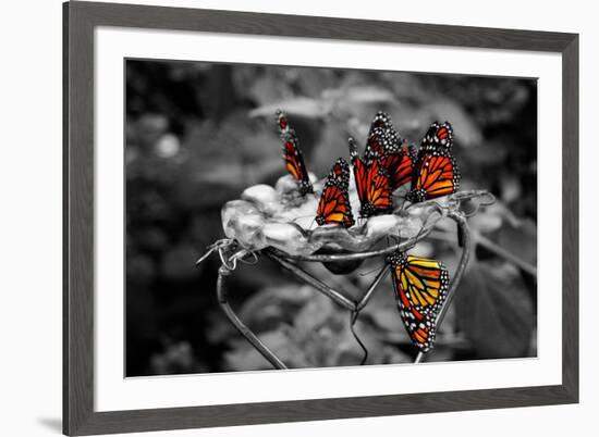 Butterflies at the Bronx Zoo NYC Poster-null-Framed Photo