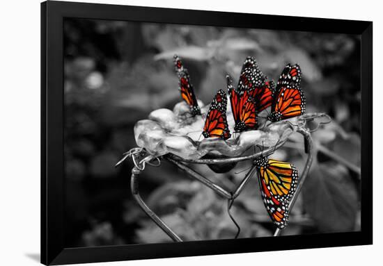 Butterflies at the Bronx Zoo NYC Poster-null-Framed Photo